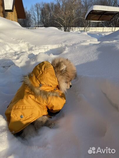 Куртка для собак мелких пород