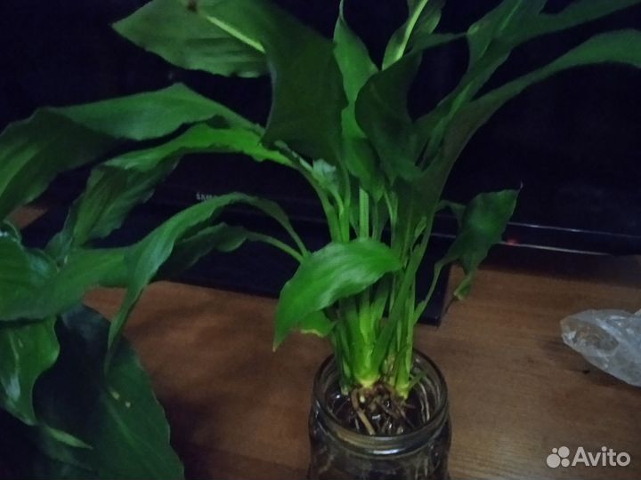 Спацифилум взрослый