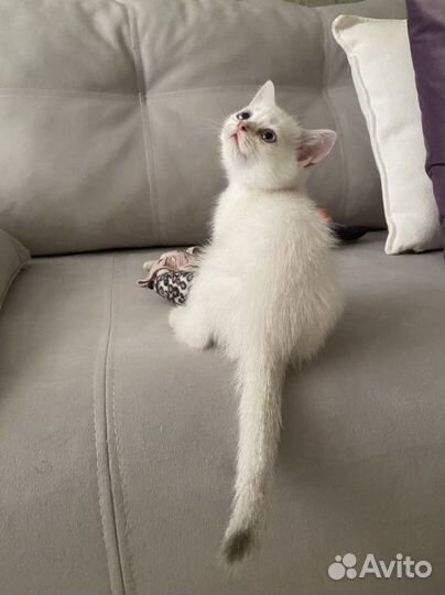 Котик - ns 1133(шиншилла поинт)