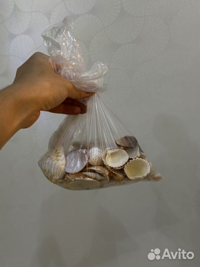 Морские ракушки