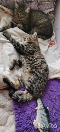 Кот в дар