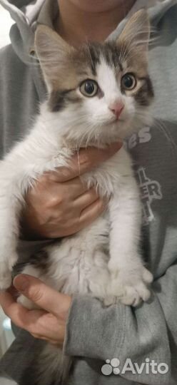 Котенок
