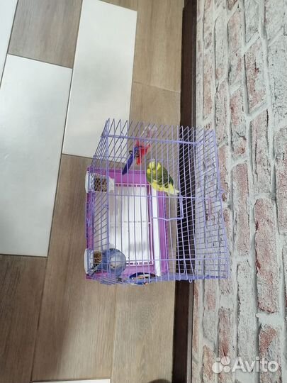 Волнистый попугай