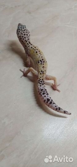 Эублефар самец