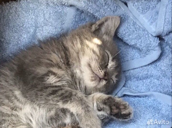 Котенок серый