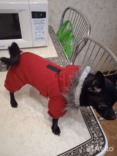 Одежда для маленьких собак xs