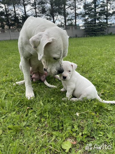 Щенки аргентинского дога