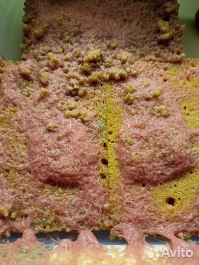 Трубочник изя