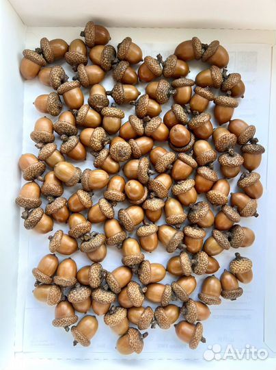 Жёлуди красного дуба