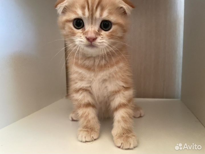 Шотландский вислоухий котик