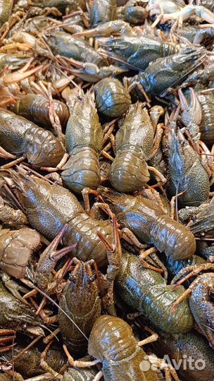 Живые Раки. Вареные Раки