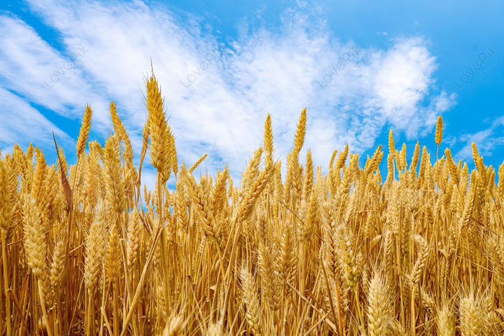 Участок 400 га (СНТ, ДНП)