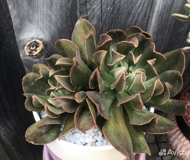 Эхеверия Black hawk