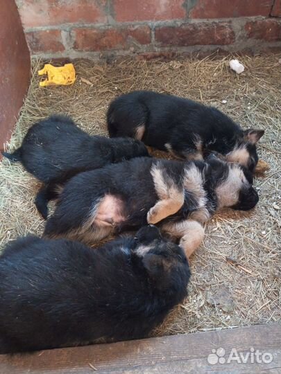 Немецкая овчарка. 6 щенков