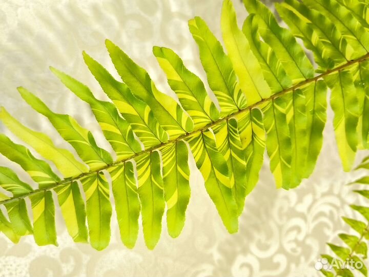 Папоротники