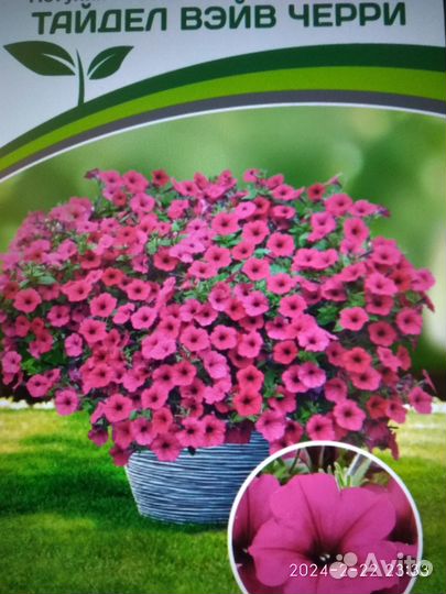 Петуния тайдал вейв ампельная