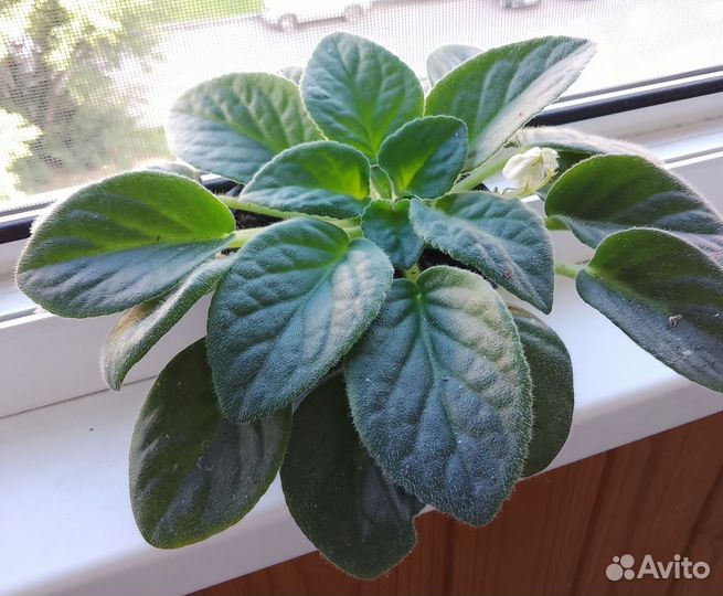 Фиалка белая