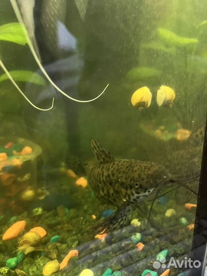 Улитки аквариумные ампулярии