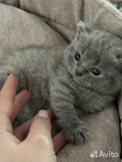 Британские котята