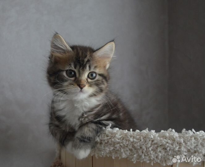 Котята мейн-кун