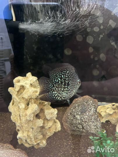 Малавийские цихлиды