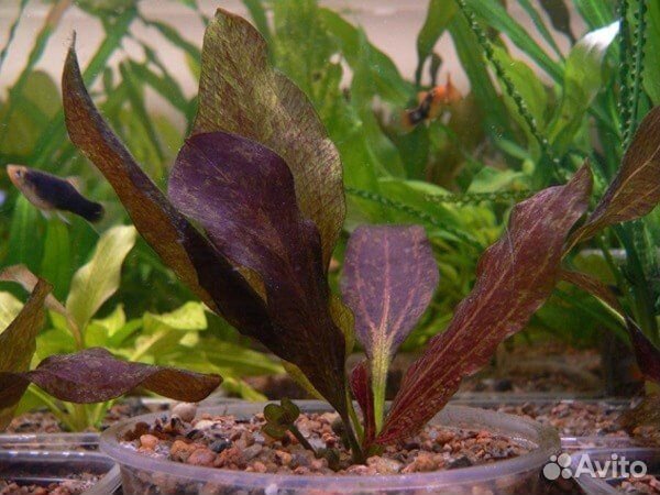 Эхинодорус Красное пламя (Echinodorus Red Flame)