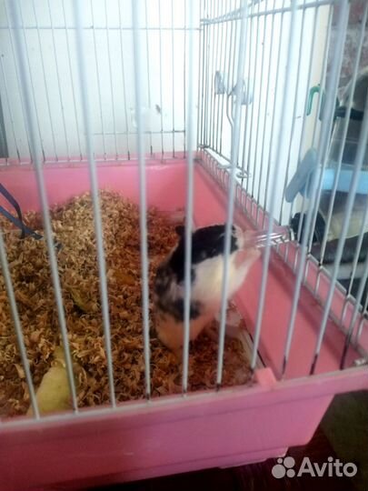 Хомяк мальчик