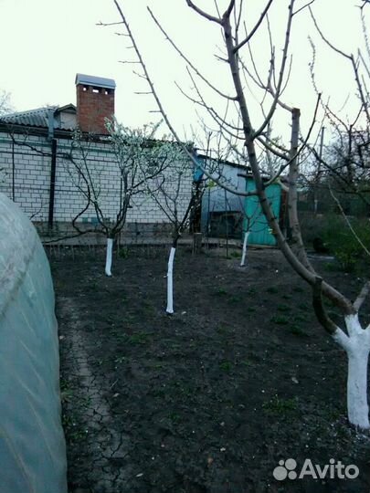 Сад, аварийные деревьев