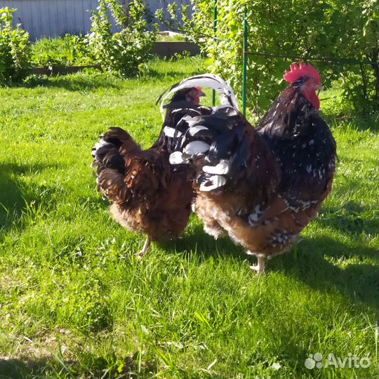 Ия орпингтон