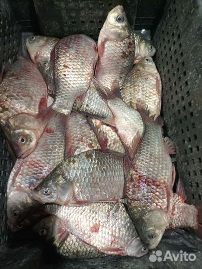 Живая рыба