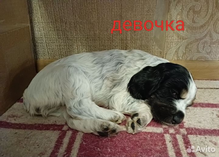 Русский охотничий спаниель щенки