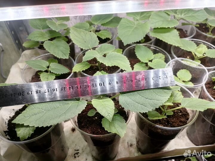 Саженцы павловния