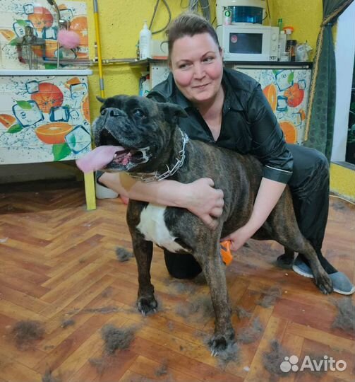 Экспресс линька, вычес собак. Красносельский р -н