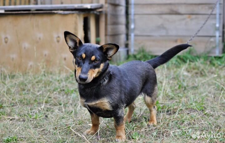 Собака полутакса