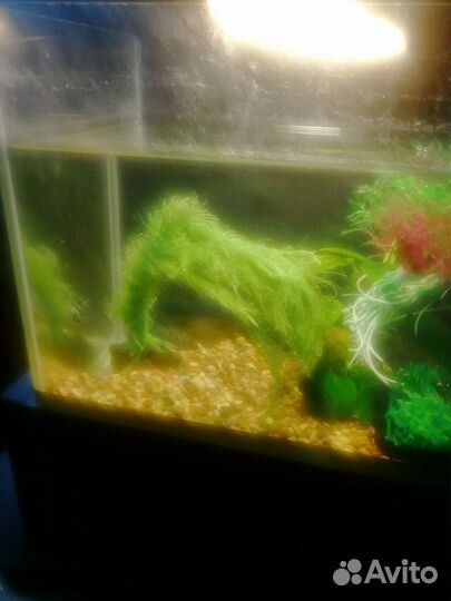 Аквариум с грунтом, растениями, рыбками и улитками