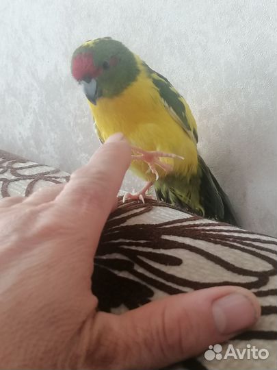 Попугай какарик
