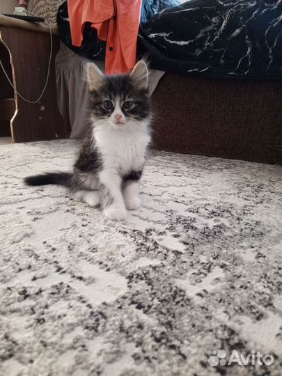 Котята в добрые руки бесплатно