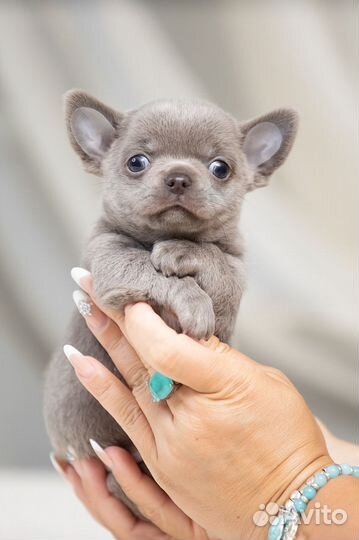 Шикарные щенки Чихуахуа