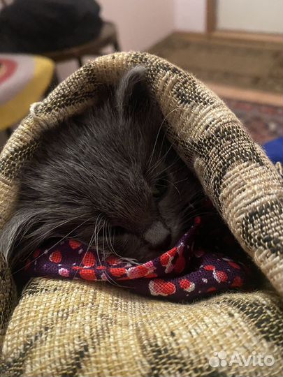 Спасите котенка