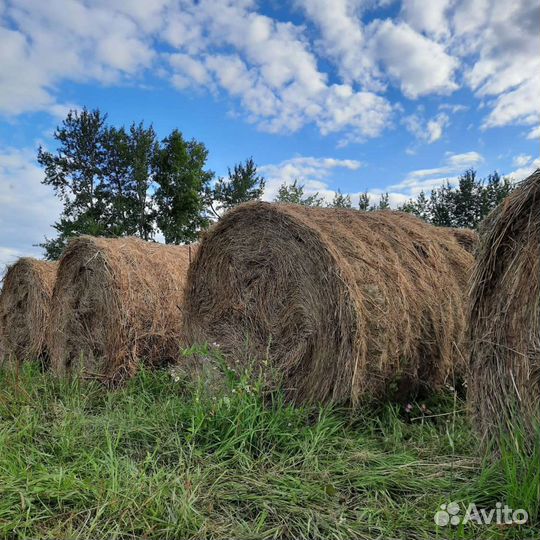 Сено в рулонах