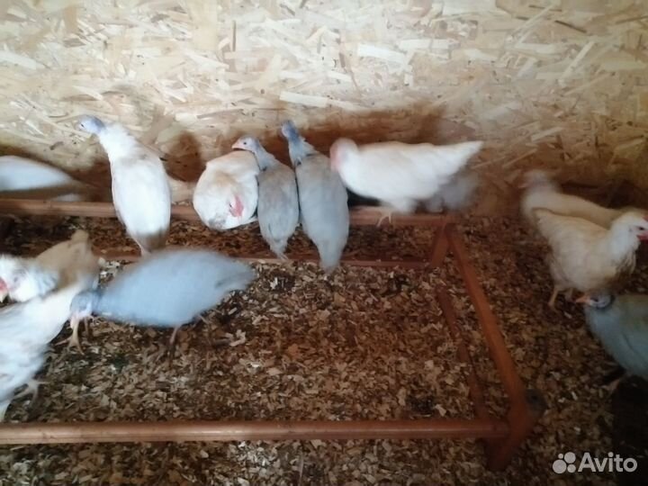 Цесарята и курочки
