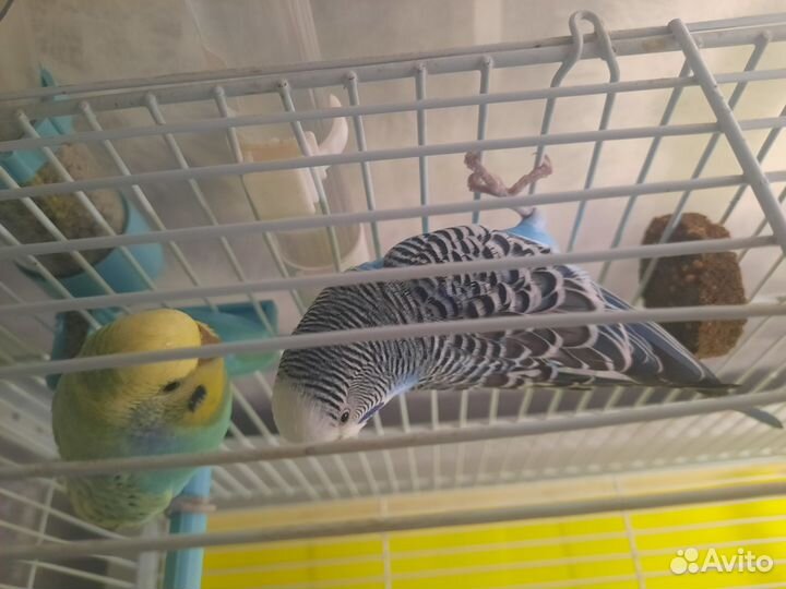 Волнистые попугаи пара с клеткой
