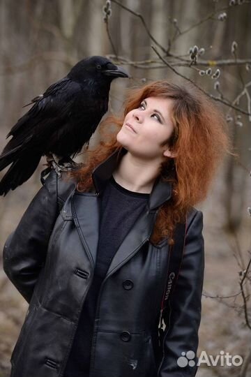 Помощь в содержании и тренировке птиц