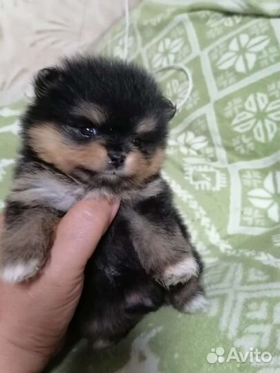 Щенки шпица