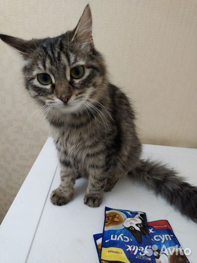 Кошечка в добрые руки