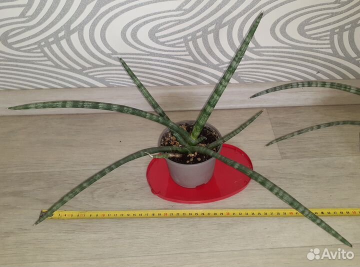 Сансевиерия цилиндрика веерная