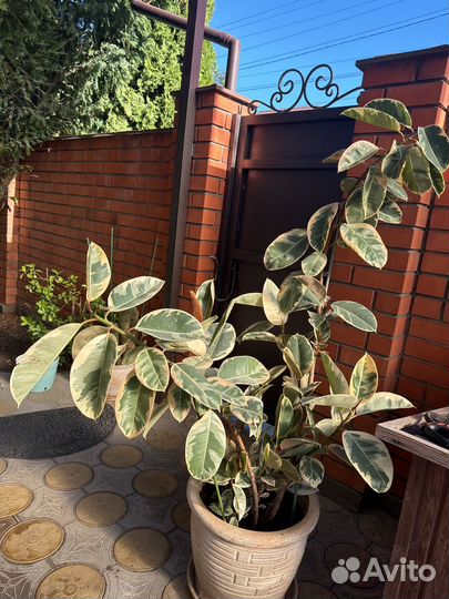 Фикус каучуконосный большой
