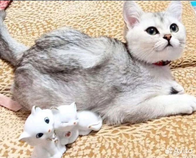 Британская Кошечка