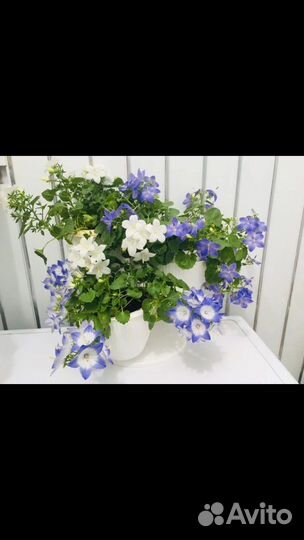 Кампанулы (жених невеста, любовник )