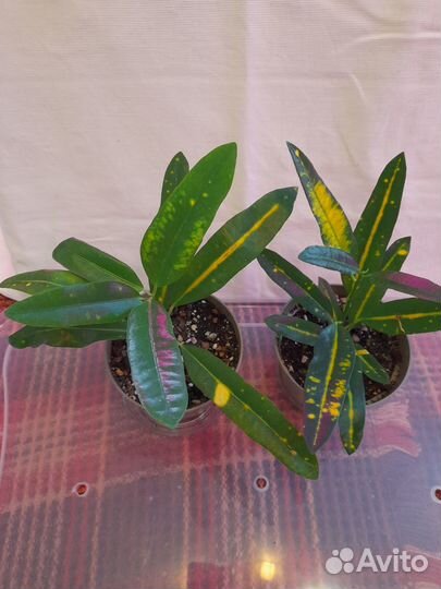 Домашние растения